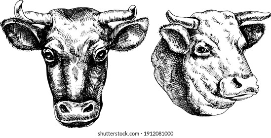 Monochrome hand drawn vector cow illustration.