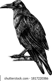 Monochrome hand drawn vector crow illustration.