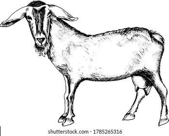 Monochrome hand drawn vector illustration of goats.