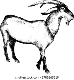 Monochrome hand drawn vector illustration of goats.