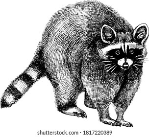 Monochrome hand drawn vector raccoon illustration.