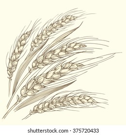 Monochrome hand-drawn vector illustration of a few ripe wheat ears with leaves.