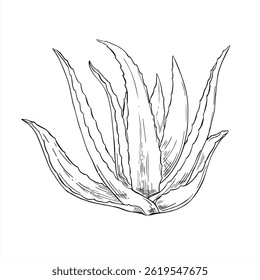 Planta de aloe vera de cura monocromática com folhas longas e espinhos ilustração de tinta de linha de vetor em preto e branco. Agave planta com suco rico em vitaminas esboço realista para marca de cuidados com a pele