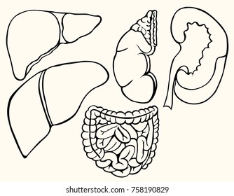 Monochrome Healthy viscera system part isolated on white paper background.
