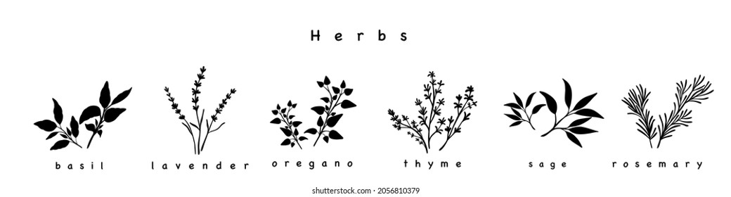 Monochrome herbs on white background. Minimalistic botanical elements for design of cosmetics or spices. Hand-drawn design concept.