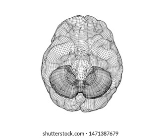 Monochrome human brain 3D wireframe bottom view vector illustration isolated on white background