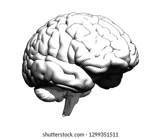 Monochrome human brain crosshatch engraving in perspective side viewillustration isolated on white BG