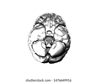 Monochrome Human brain engraving drawing bottom view crosshatch style isolated on white background