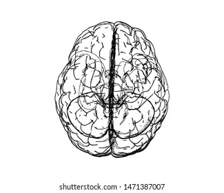 Monochrome Human Brain On Top View Vector Line Edge Doodle Drawing Isolated On White BG