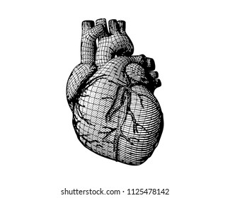 Monochrome human heart engraving with structure wireframe drawing isolated on white background