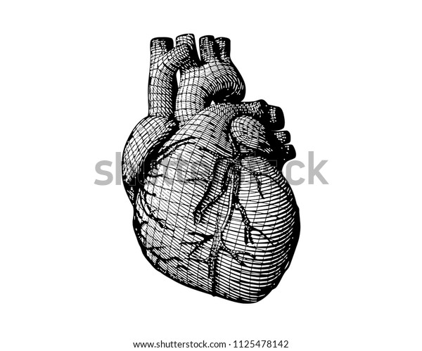 Monochrome Human Heart Engraving Structure Wireframe Stock Vector Royalty Free