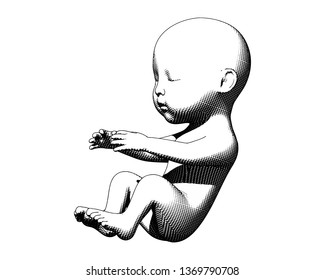 Monochrome human infant baby fetus engraving illustration in side view isolated on white background