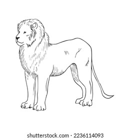 Monochrome illustration of animal in sketch style. Hand drawings in art ink style. Black and white graphics.