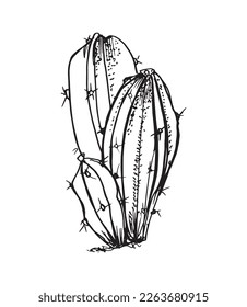 Monochrome illustration of cactus in sketch style. Hand drawing in art ink style. Black and white graphic.