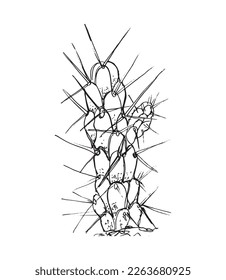 Monochrome illustration of cactus in sketch style. Hand drawing in art ink style. Black and white graphic.