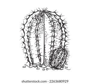 Monochrome illustration of cactus in sketch style. Hand drawing in art ink style. Black and white graphic.