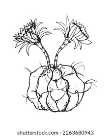 Monochrome illustration of cactus in sketch style. Hand drawing in art ink style. Black and white graphic.
