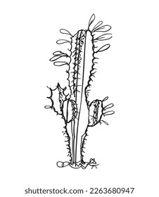 Monochrome illustration of cactus in sketch style. Hand drawing in art ink style. Black and white graphic.