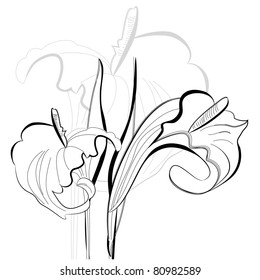 Monochrome illustration calla lilies flowers