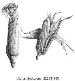 10,163 Vintage corn drawing Images, Stock Photos & Vectors | Shutterstock