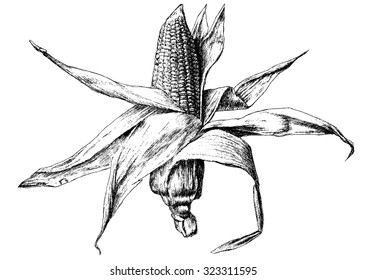 Monochrome illustration with corn. Vector. Hand drawn.