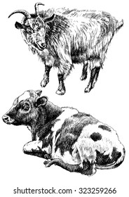 Monochrome illustration with cow and goat. Vector. Hand drawn.