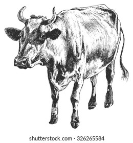 Monochrome illustration with cow. Vector. Hand drawn.