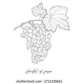 Monochrome Illustration grape bunches and leaves isolated on white background. Vector Sketch hand drawn grapes Graphics