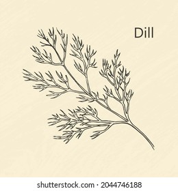 Monochrome illustration of hand drawn bunch of dill. Ingredient and seasoning for the dish. Vector drawing