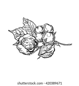 Monochrome illustration on a white cotton background. Cotton vector illustration. Hand-drawn sketch Cotton in a woodcut style. Contour drawing with hatching. Blooming cotton plant illustration