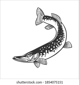 Monochrome illustration with a pike for design on a fishing theme.