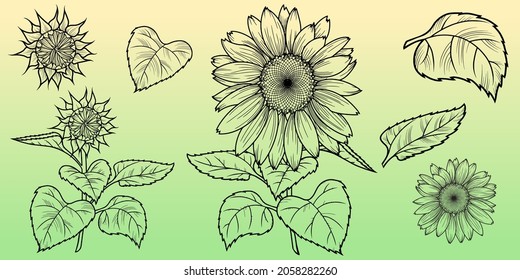 Monochrome illustration. Set of flower drawings, flowers and sunflower leaves, vector