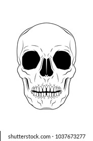 Monochrome illustration of skull. On white background