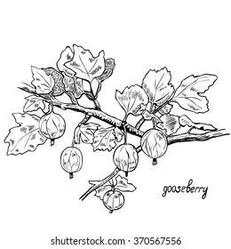 Monochrome image of a branch with gooseberries