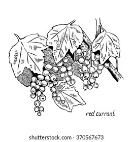 Monochrome image currant branches