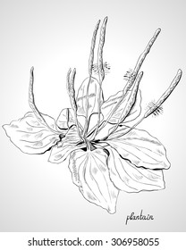 Monochrome image herb plantain, line art