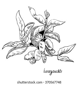 Monochrome image of honeysuckle branches