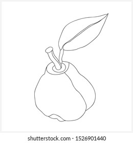 Monochrome image of quince.
Fetal patternVector.