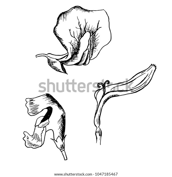 Monochrome Ink Sketching Different Types Flowers Stock