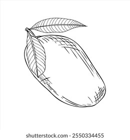 Monochrome juicy mango fruit with leaves vector isolated illustration painted by black inks. Summer tropical vegan food hand drawn sketch engraving illustration. Plant element for poster, label.
