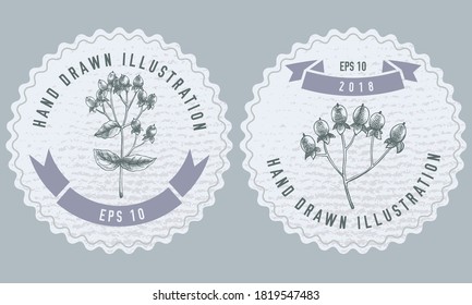 Monochrome labels design with illustration of hypericum
