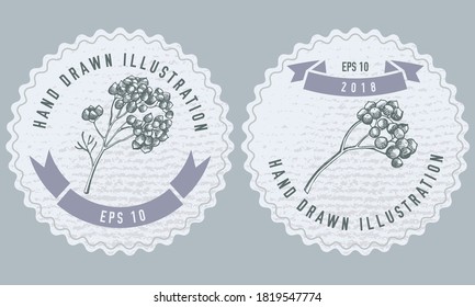 Monochrome labels design with illustration of rosemary everlasting