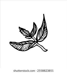 Monochrome leaf sketch with intricate botanical details, showcasing natural simplicity and elegant contours for eco-themed or artistic projects.