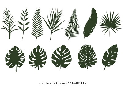 Monochrome leaves of different tropical plants. Set of fern leaves, palm tree. Leaves of different shapes.