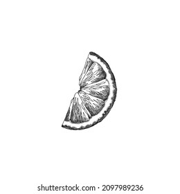 Monochrome lemon slice, vector sketch. Lime slice cut in two, vintage engraved illustration. Citrus fruit piece etch style drawing.