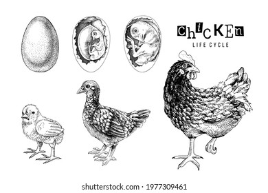 Monochrome Life cycle of a Chicken