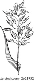 Dibujo de línea monocromo de un tallo de avena. Boceto botánico perfecto para colorear libros, embalajes o proyectos de diseño natural.