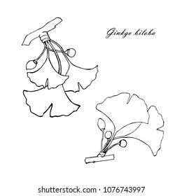 Monochrome line style ink sketch of ginkgo. Ginkgo biloba, natural hand drawn stock vector illustration for web, for print