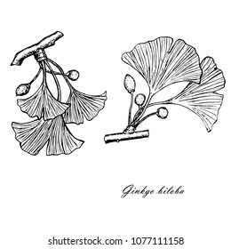 Monochrome line style ink sketch of ginkgo. Ginkgo biloba, natural hand drawn stock vector illustration for web, for print