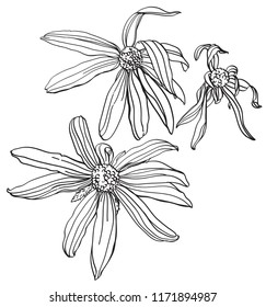 monochrome linear pattern of Echinacea flowers
